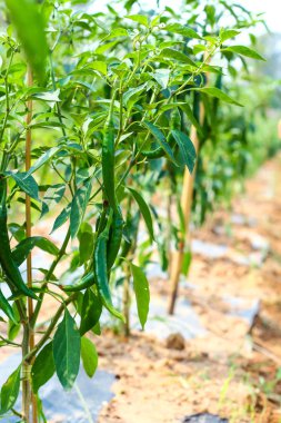 keçi biber ağacı üzerinde.