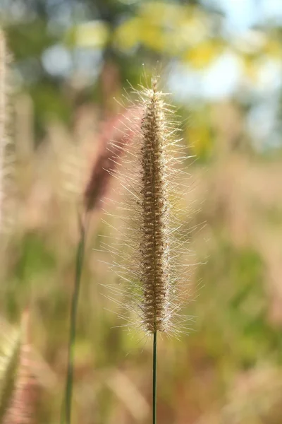 美しい花の牧草地の明るいソフト — ストック写真