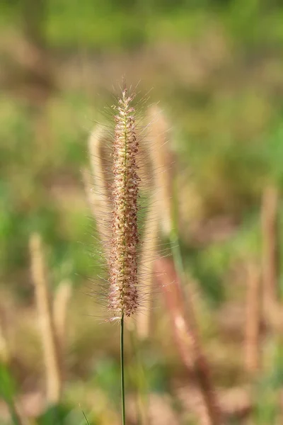 美しい花の牧草地の明るいソフト — ストック写真