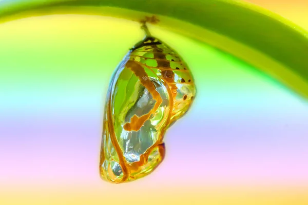 Chrysalis sommerfugl på blad  . – stockfoto