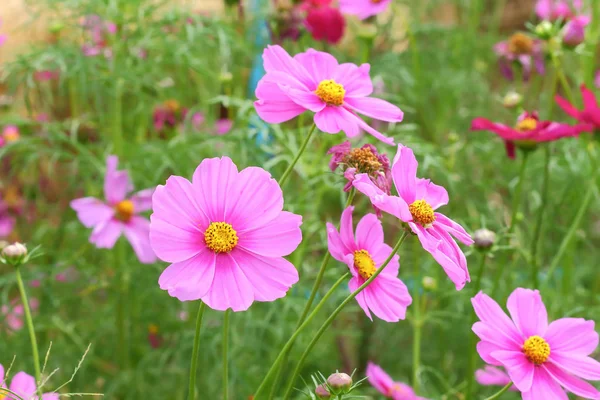 Kosmos blommor blommar. — Stockfoto