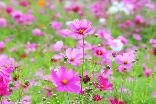 Cosmos flowers blooming. — Stock Photo, Image