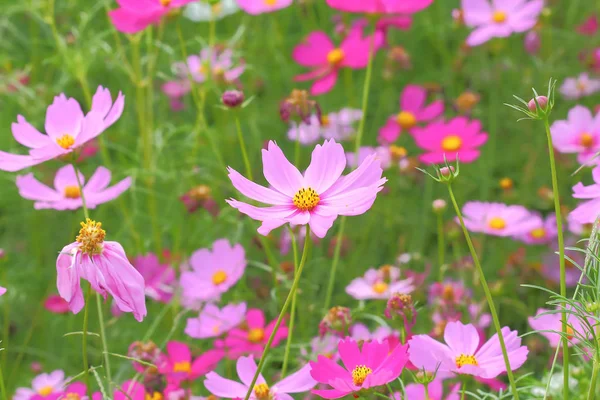 Cosmos flowers  blooming. — Stock Photo, Image