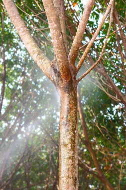 gübre kök üzerinde püskürtme.