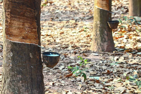  Kauçuk ağaçları Tayland.