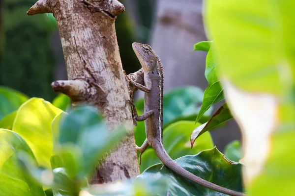 Gila tropical na Tailândia  . — Fotografia de Stock