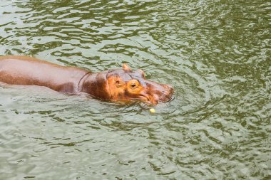 Hippo Hayvanat Bahçesi