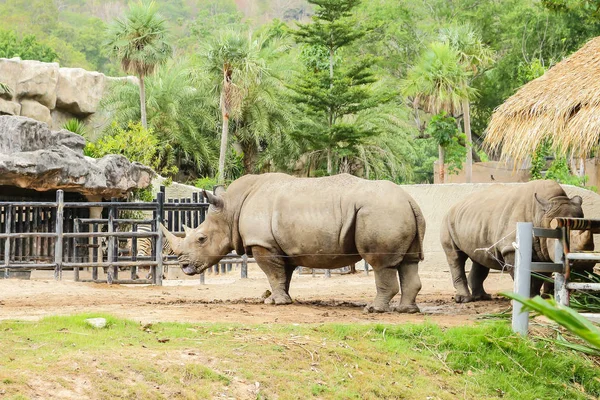 Gergedan Hayvanat Bahçesi