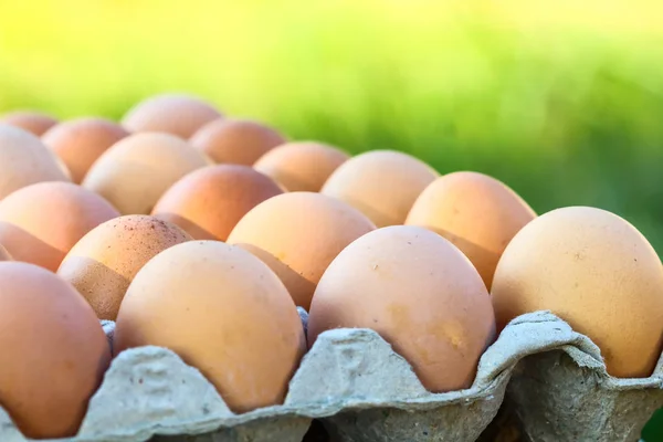 Yumurta, yumurta paneli