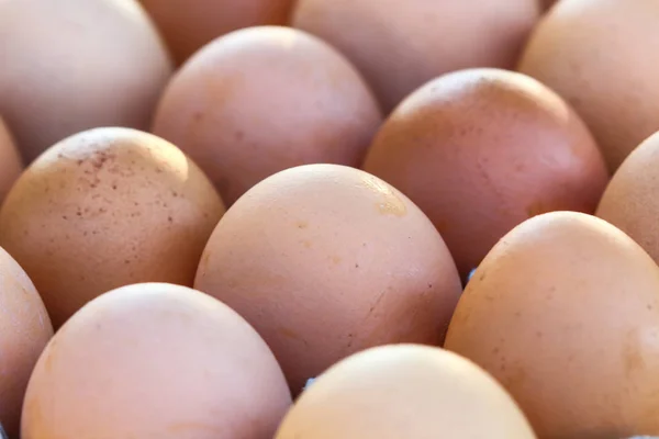 Yumurta, yumurta paneli