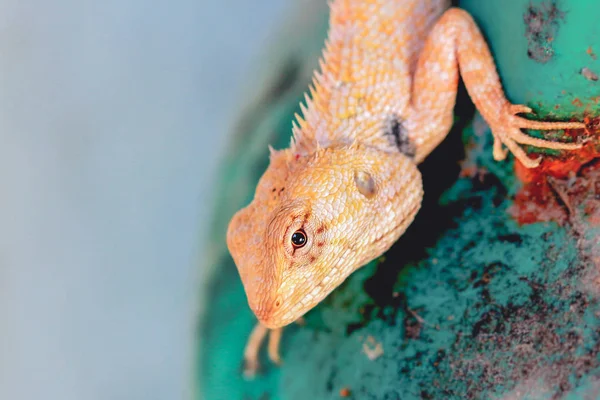 Tropical de Gila — Fotografia de Stock