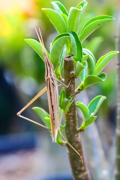 Grasshopper em natural — Fotografia de Stock