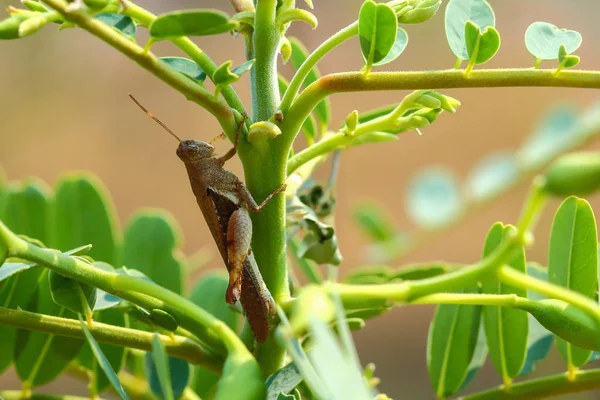 Grasshopper — Stock Photo, Image