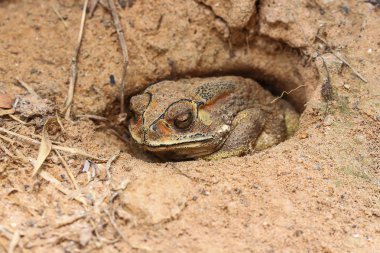 Tayland kara kurbağası
