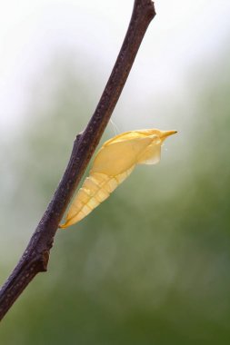 Kelebek kelebek 