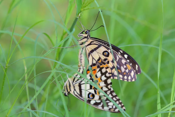 Çiftleşme Mevsimi Çiftleşme Kelebekler — Stok fotoğraf