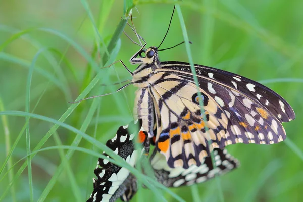 Mariposas Apareándose Temporada Apareamiento — Foto de Stock