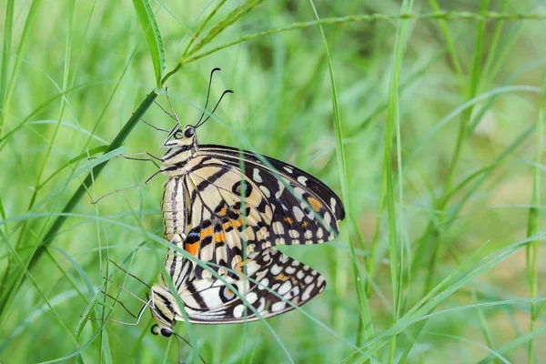 Butterflies mating — Stock Photo, Image