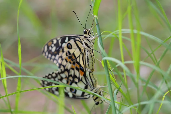 Mariposas Apareándose Temporada Apareamiento — Foto de Stock