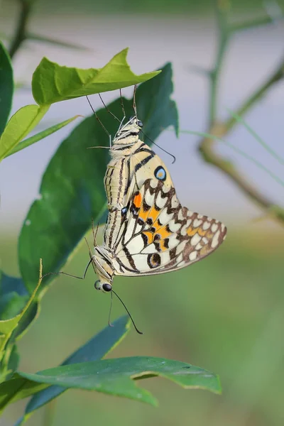 蝴蝶在交配季节交配 — 图库照片