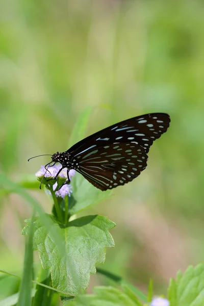 Hermosa mariposa — Foto de Stock