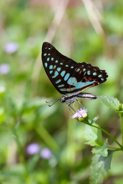 Prachtige vlinder — Stockfoto