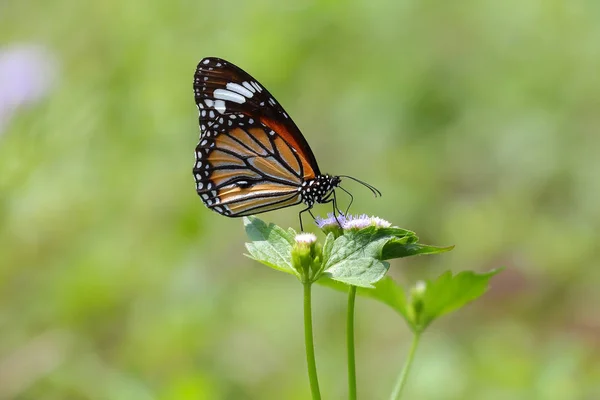 Güzel kelebek — Stok fotoğraf