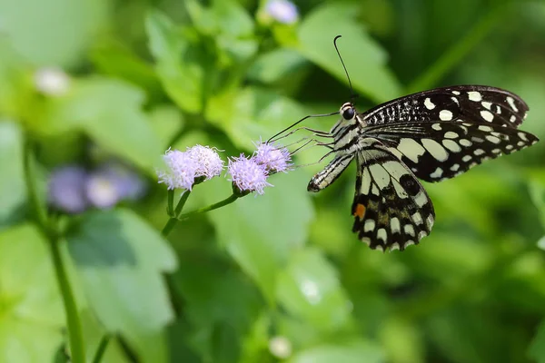 Hermosa mariposa — Foto de Stock