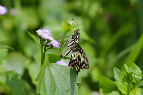 美丽的蝴蝶 — 图库照片