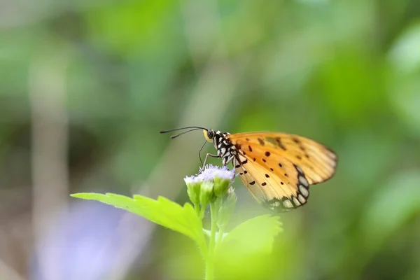 Красива метелик — стокове фото