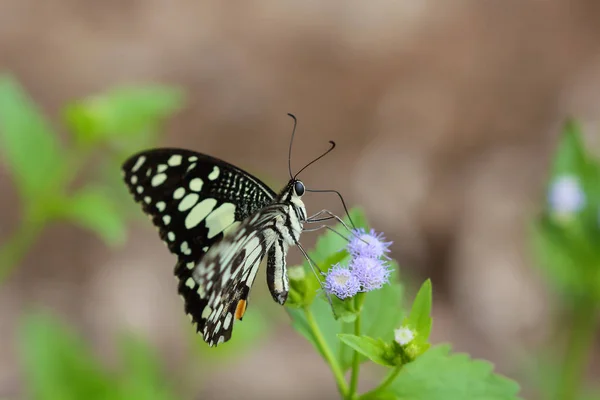 Beautiful butterfly — Stock Photo, Image