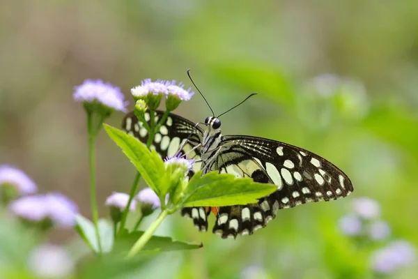 Hermosa mariposa — Foto de Stock