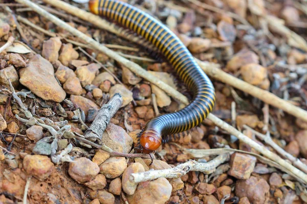 Millipede в природі — стокове фото