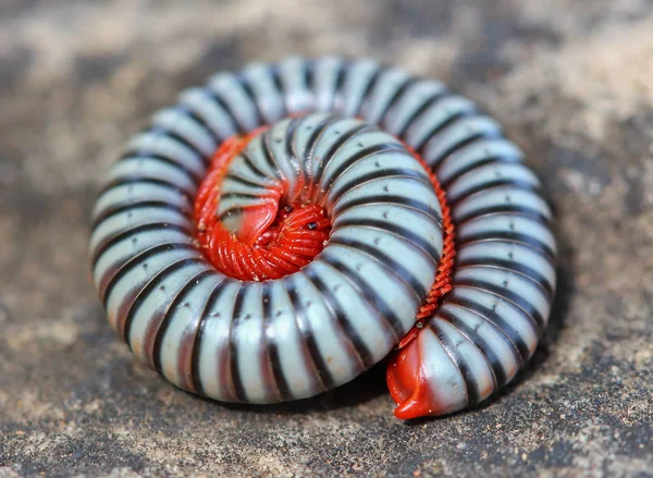 Tausendfüßer in der Natur — Stockfoto