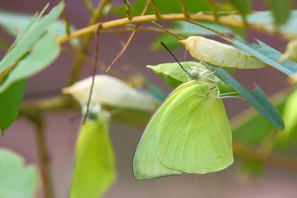 Motýl na kukla — Stock fotografie