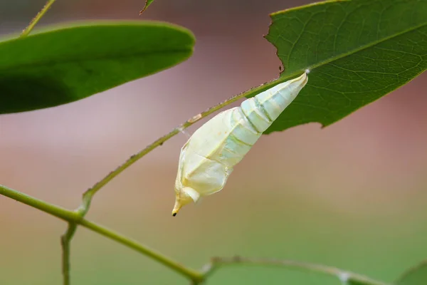 Mariposa crisálida — Foto de Stock