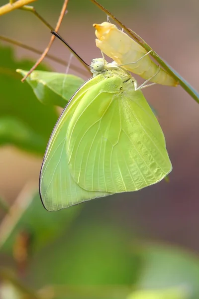 Butterfly perched on a pupa — Stock Photo, Image