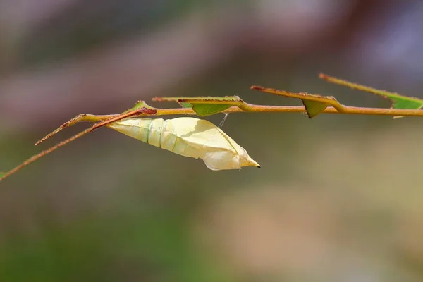 Chrysalis vlinder — Stockfoto