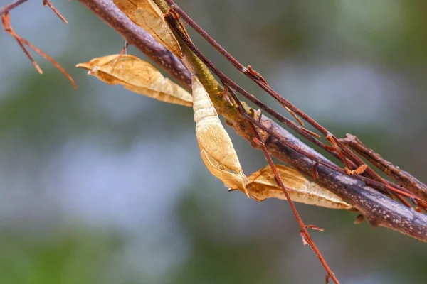 Kelebek kelebek — Stok fotoğraf