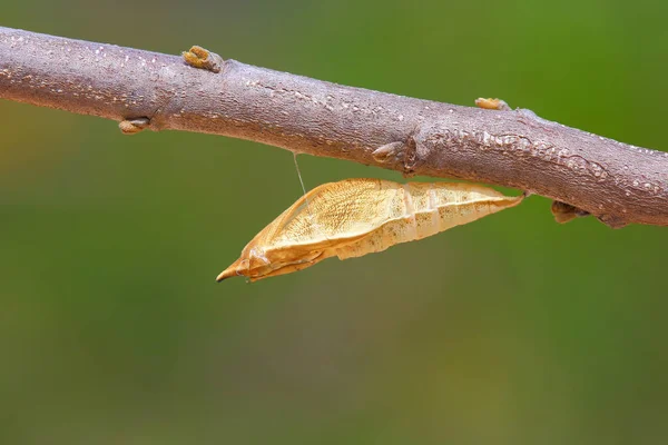 Chrysalis Butterfly — Stock Photo, Image