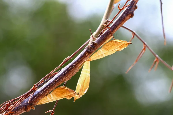 Mariposa crisálida — Foto de Stock