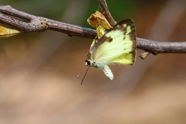 Motýl na kukla — Stock fotografie