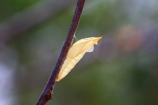 Kelebek kelebek — Stok fotoğraf