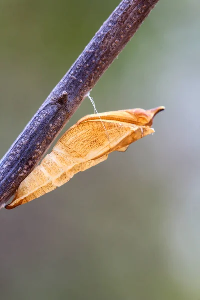 Mariposa crisálida — Foto de Stock