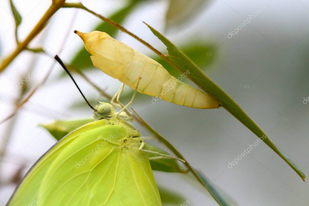Butterfly perched on a pupa