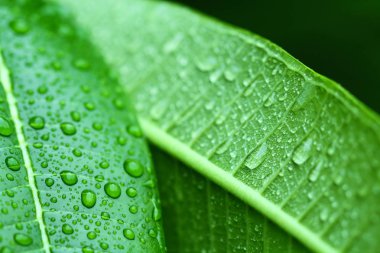 su damlaları üzerindeki Plumeria veya frangipani yaprak