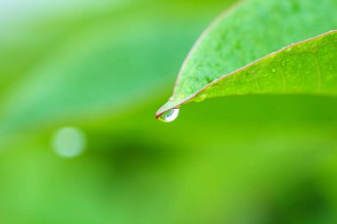 su damlaları üzerindeki Plumeria veya frangipani yaprak