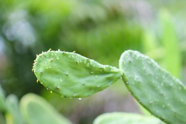 Cuctus, tavşan kulağı 