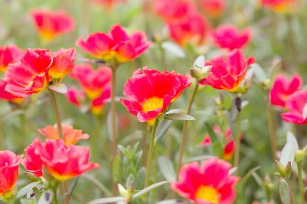 Beautiful Common Purslane — Stock Photo, Image