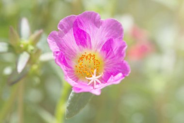 Güzel ortak Semizotu